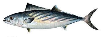 bonito fish in tagalog|A Type Of Marine Fish (euthynnus Yaito) Known As Bonito in Tagalog.